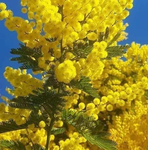 Διαμέρισμα Saint-raphael- Vue Et Massif De L'esterel *